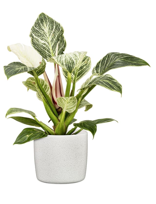 Scheurich Übertopf 900 Solido Ø 18 cm x 16 cm Perla