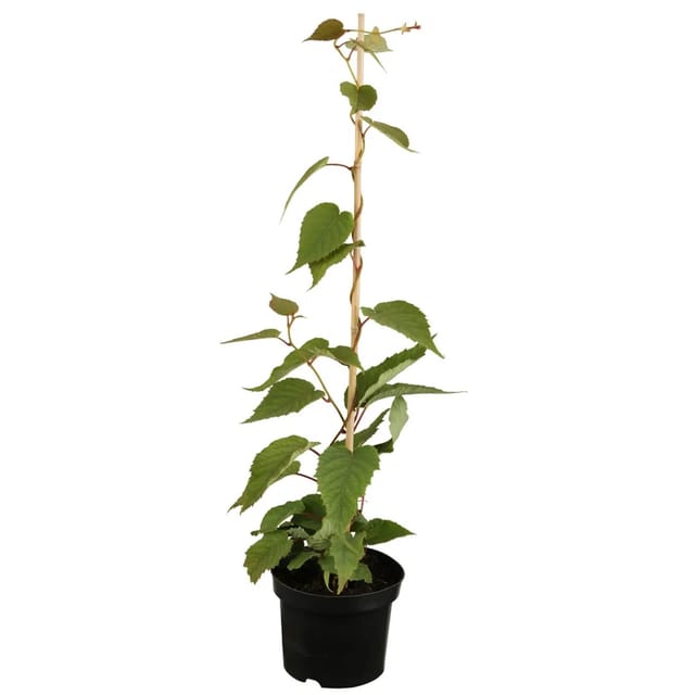 GROW by OBI Kiwi Jenny Höhe ca. 30 - 40 cm Topf ca. 3, Acitindia chinensis