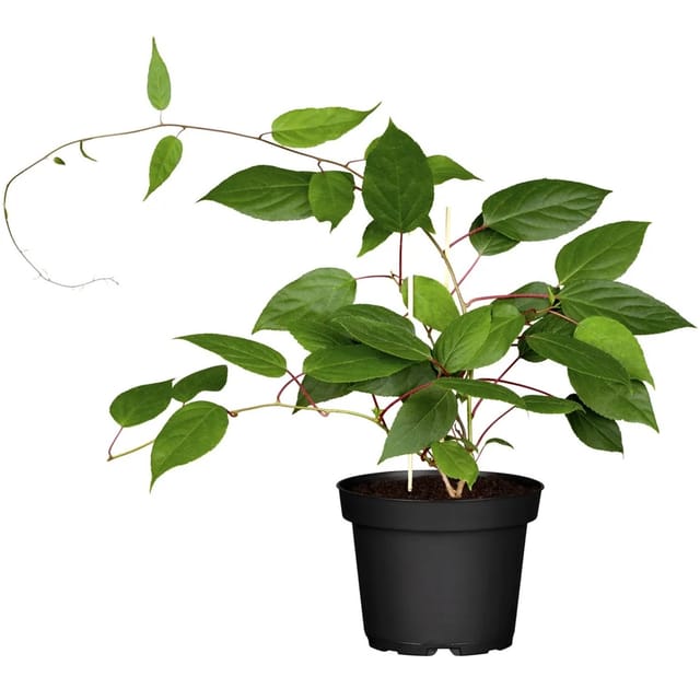 GROW by OBI Bio Männliche Kiwi Prince Jumbo Höhe ca. 30 - 40 cm Topf ca. 3,