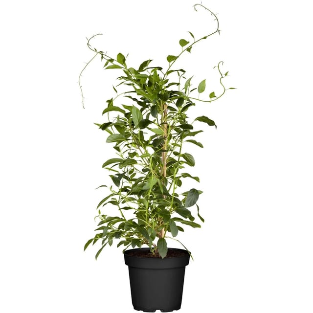GROW by OBI Bio Weibliche Kiwi Red Jumbo Höhe ca. 30 - 40 cm Topf ca. 3,