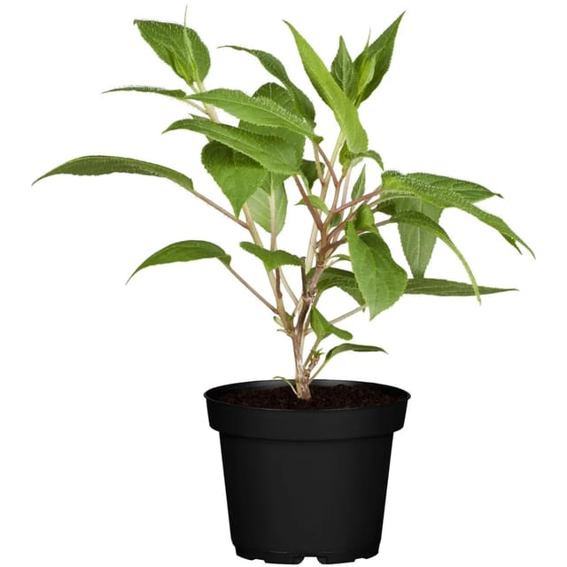 GROW by OBI Bio Weibliche Kiwi Super Jumbo Höhe ca. 30 - 40 cm Topf ca. 3,