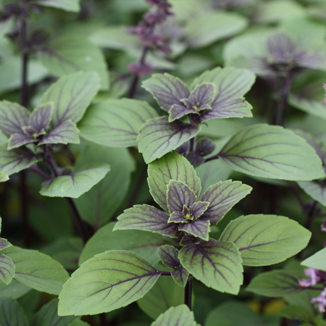 Blu Bio-Strauchbasilikum Topf-Ø ca. 12 cm Ocimum