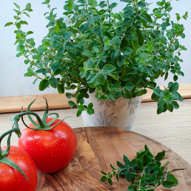 Blu Bio-Oregano Topf-Ø ca. 12 cm Origanum