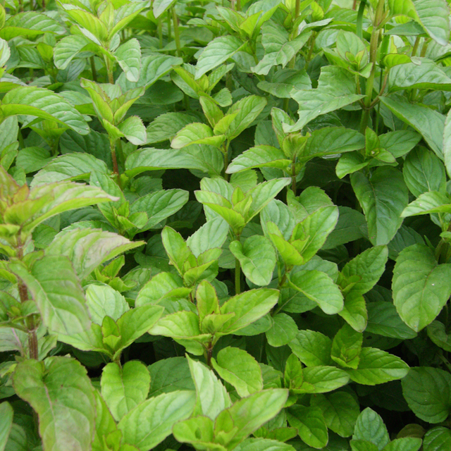Blu Bio-Mandarinen-Minze Topf-Ø ca. 12 cm Mentha