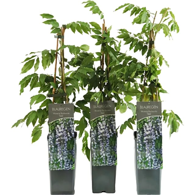 Blauregen Issai Höhe ca. 40 - 60 cm Topf ca. 2, Wisteria floribunda