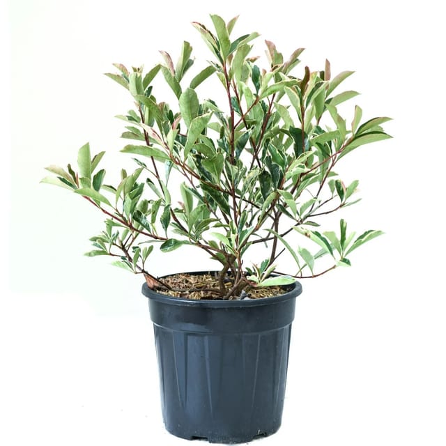 GROW by OBI Glanzmispel Pink Marble Höhe ca. 25 -30 cm Topf ca. 10,