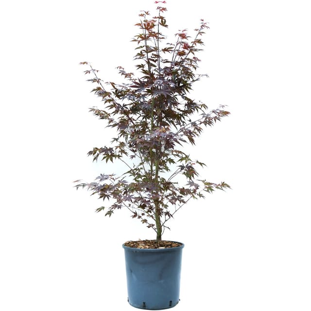 GROW by OBI Fächerahorn Bloodgood Höhe ca. 80 -100 cm Topf ca. 10,