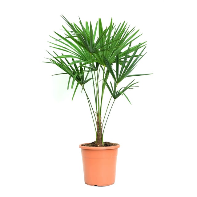 GROW by OBI Hanfpalme Topf-Ø ca. 24 cm Trachycarpus fortunei