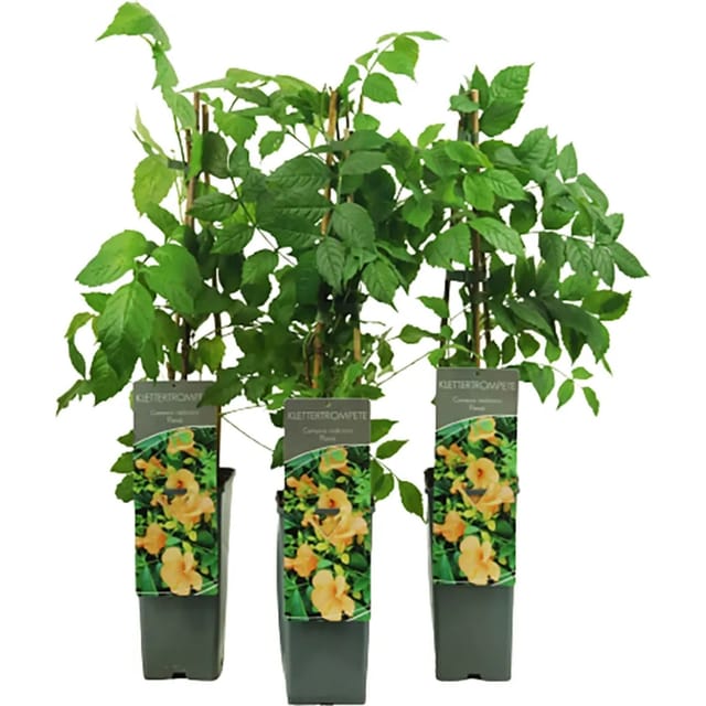 Trompetenblume Flava Goldgelb Höhe ca. 40 - 60 cm Topf ca. 2, Campsis