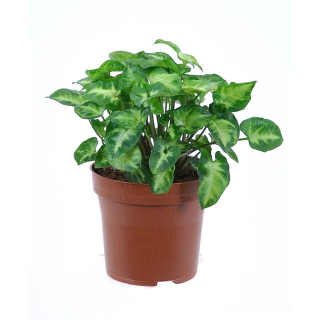 GROW by OBI Purpurtute Arrow Höhe ca. 20 - 25 cm Topf Ø ca. 12 cm Syngonium