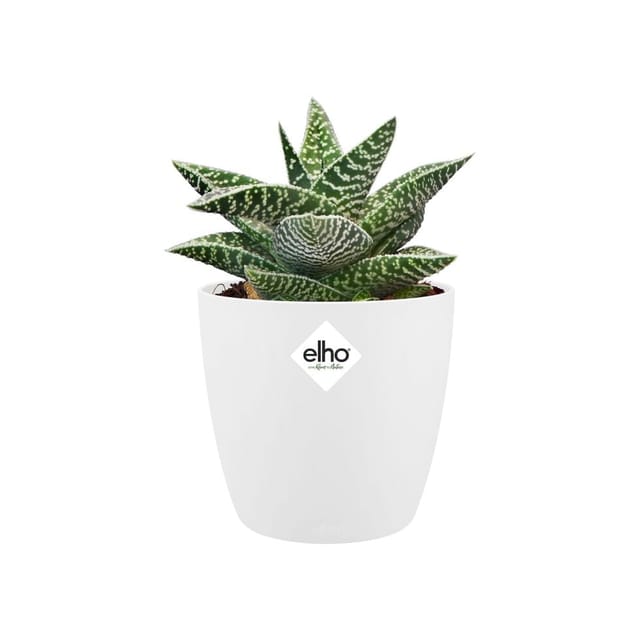 Elho Blumentopf Brussels Rund Mini Ø 7 weiß
