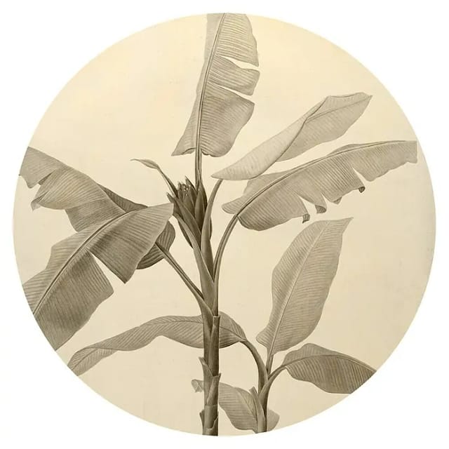 Komar Vliesfototapete Dot Banana Plant selbstklebend Ø 125 cm