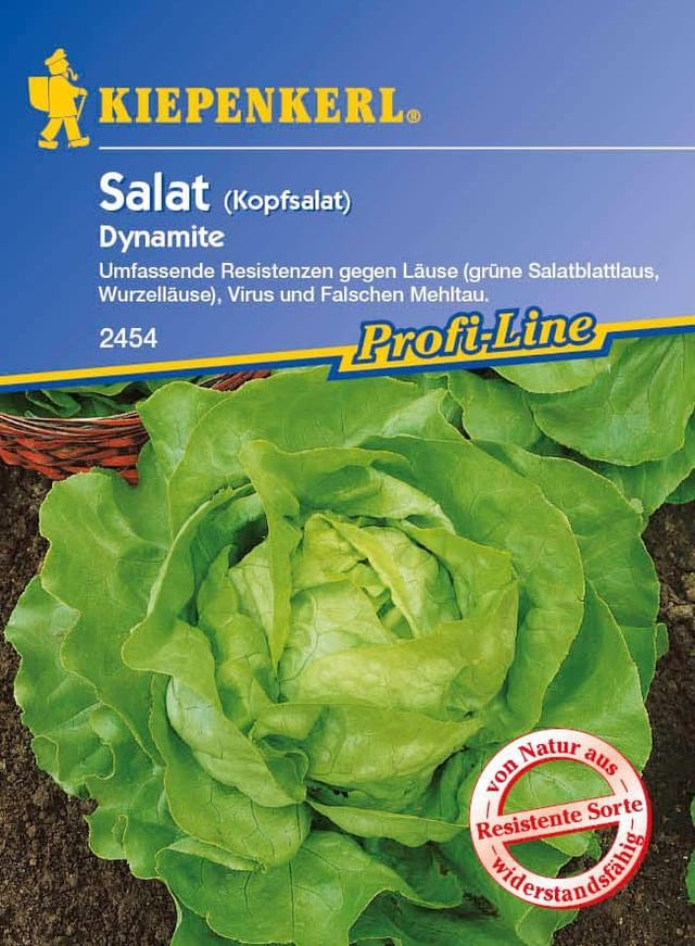 Kiepenkerl Profi-Line Kopfsalat Dynamite