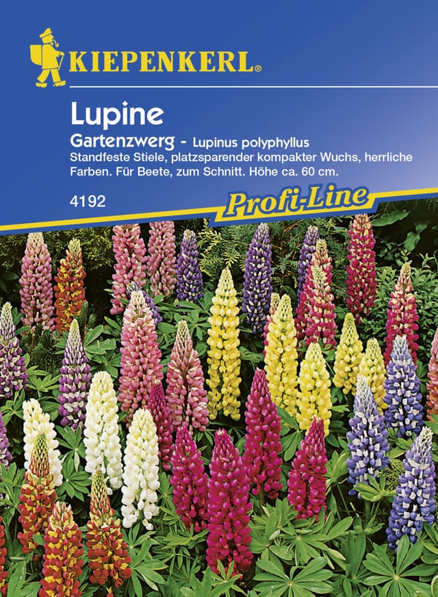Kiepenkerl Lupine Garten-zwerg Lupinus polyphyllus