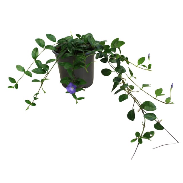Immergrün Bowles Violett Topf-Ø ca. 9 cm Vinca minor