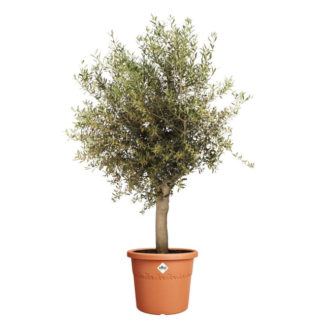 Elho Blumentopf Algarve Cilindro Ø 40 cm x 33 cm Terrakotta