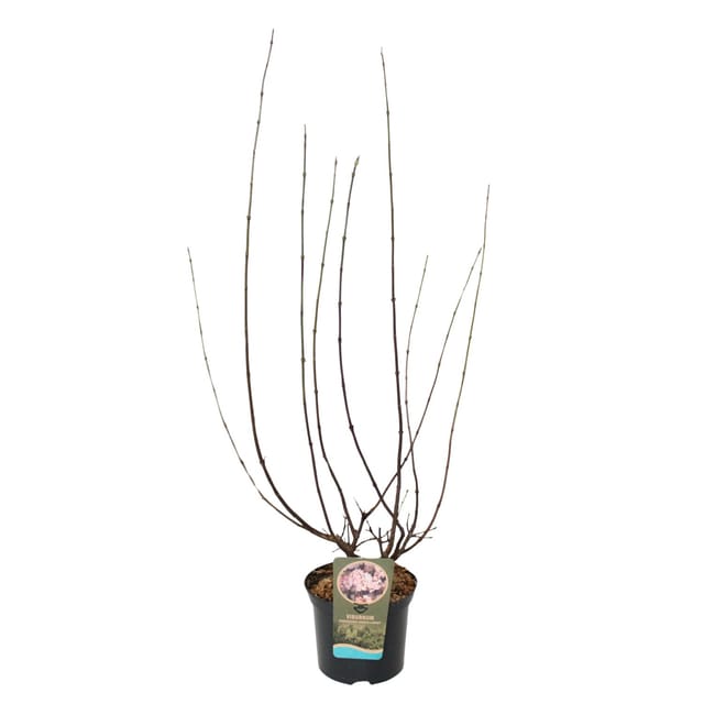 Winterschneeball Charles Lamont Rosa Höhe ca. 30-40 cm Topf ca. 4,6, Viburnum