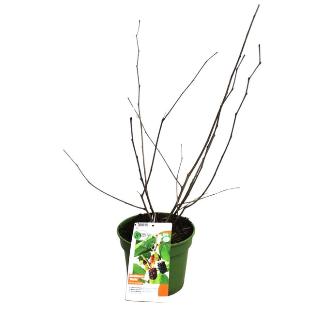 Zwergmaulbeerbaum Mulle Schwarz Höhe ca. 30 - 40 cm Topf ca. 3, Morus acidos