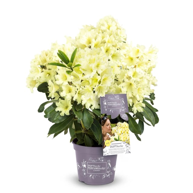 Rhododendron Dufthecke® Gelb Höhe ca. 30-40 cm Topf ca. 5, Rhododendron