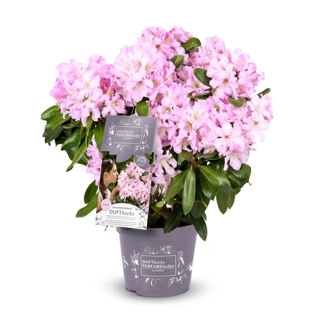 Rhododendron Dufthecke® Rosa Höhe ca. 30-40 cm Topf ca. 5, Rhododendron