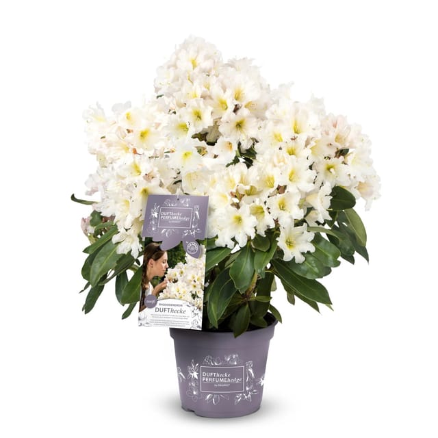 Rhododendron Dufthecke® Weiß Höhe ca. 30-40 cm Topf ca. 5, Rhododendron