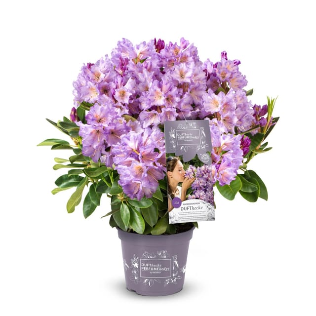 Rhododendron Dufthecke® Lila Höhe ca. 30-40 cm Topf ca. 5, Rhododendron