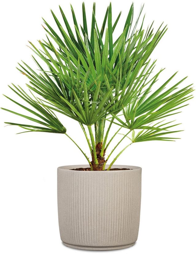 Scheurich Pflanzgefäß Linetto Ø 38,6 cm x 35,2 cm Sand