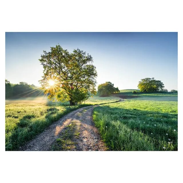 Komar Tapete Meadow Trail 368 x 254 cm