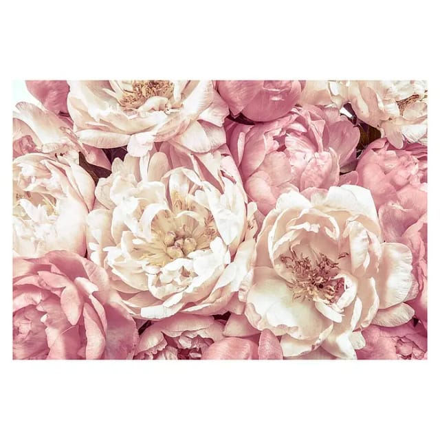 Komar Vliestapete Peonies 368 x 248 cm