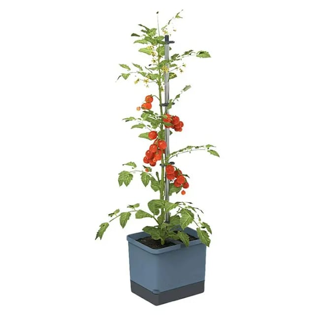 Gusta Garden Anzuchtgefäß Tom Tomato 20 L blau