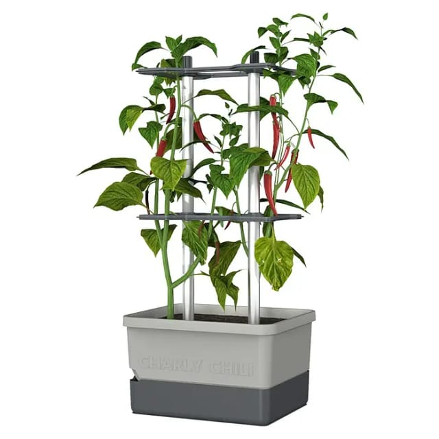 Gusta Garden Anzuchtsgefäß Charly Chili 10 L hellgrau