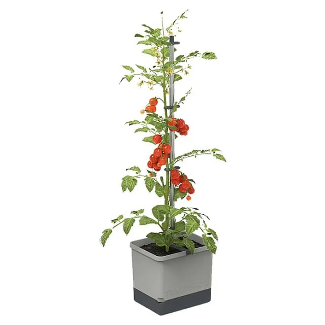 Gusta Garden Anzuchtsgefäß Tom Tomato 20 L hellgrau