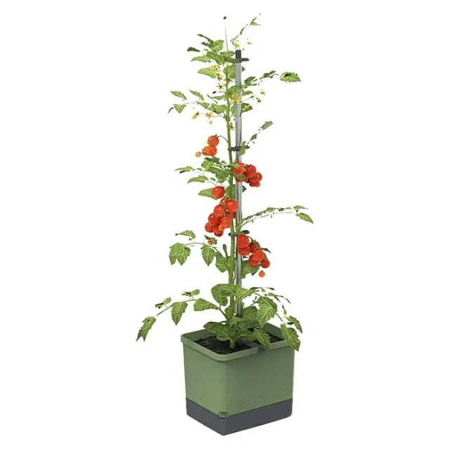 Gusta Garden Anzuchtsgefäß Tom Tomato 20 L dunkelgrün