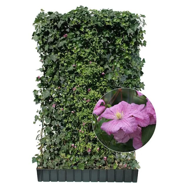 Hecke am,aufenden Meter Efeu mit Clematis Rosa