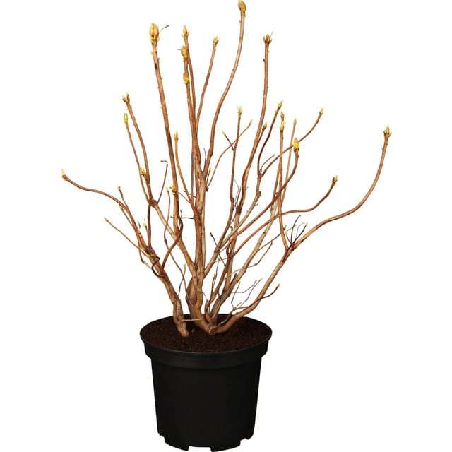 OBI Sommergrüne Azalee Gibraltar Orange Höhe 40 - 50 cm Topf ca. 5, Azalea