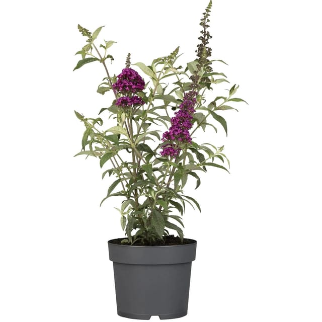 Sommerflieder Summer Teens & Kids H ca. 30 - 40 cm Topf ca. 3, Buddleja davidii