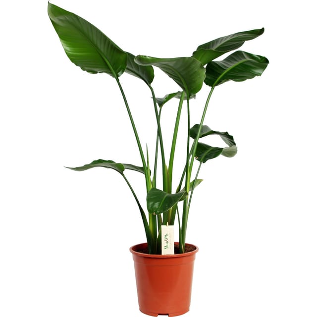 GROW by OBI Strelitzie Höhe ca. 140 - 160 cm Topf Ø ca. 27 cm Strelitzia Nicolai