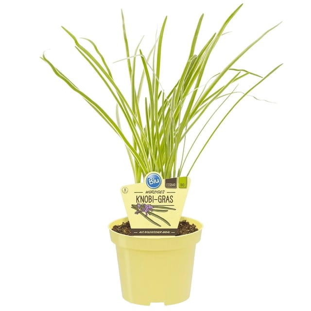 Blu Bio-Knobi-Gras Topf-Ø ca. 11 cm Talbaghia