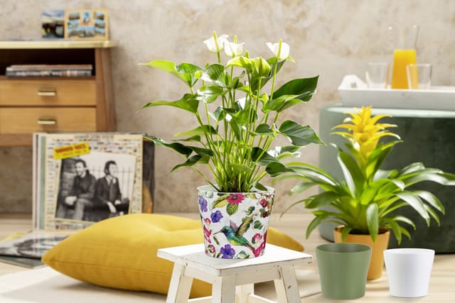 Scheurich Übertopf 808 Ø 19 cm x 16 cm Curcuma