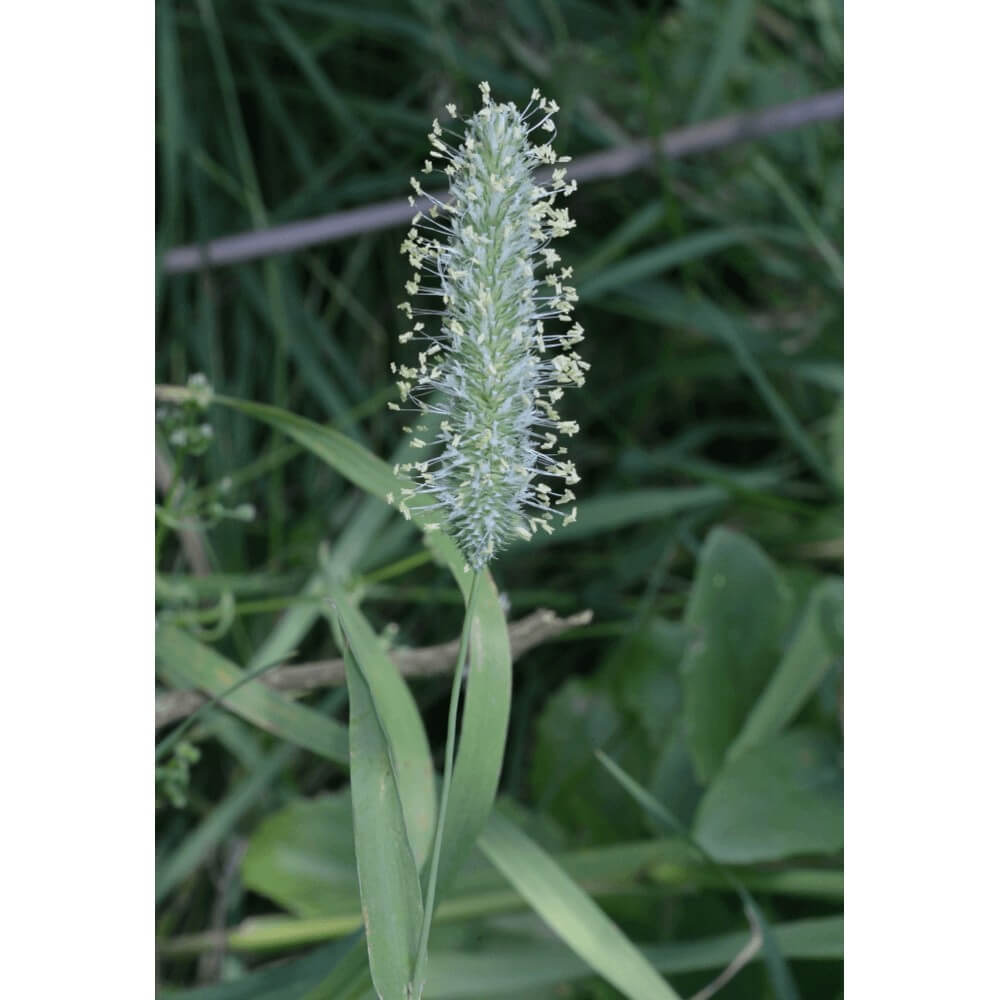Wiesenlieschgras Phleum Pratense Tryggve 25 Kg Einzelgras Grassamen Lieschgras