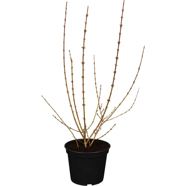 OBI Forsythie Weekend Gelb Höhe ca. 40 - 60 cm Topf ca. 3,5, Forsythia