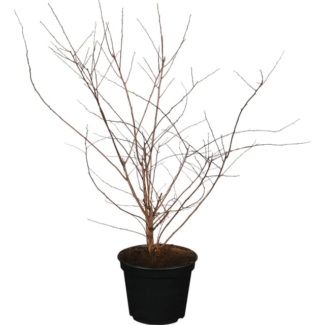 OBI Strauchspiere Snowmound Höhe ca. 40 - 60 cm Topf ca. 3,5, Spiraea