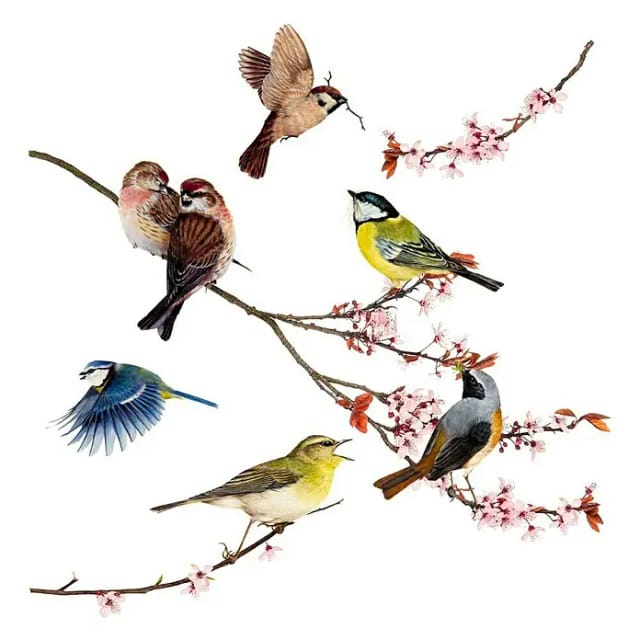 Komar Fenstersticker Birds 31 cm x 31 cm