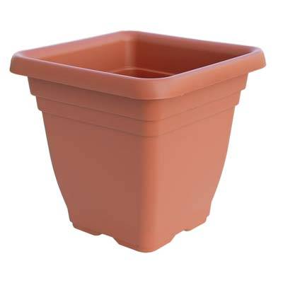Vaso Quadro Laurus Ics