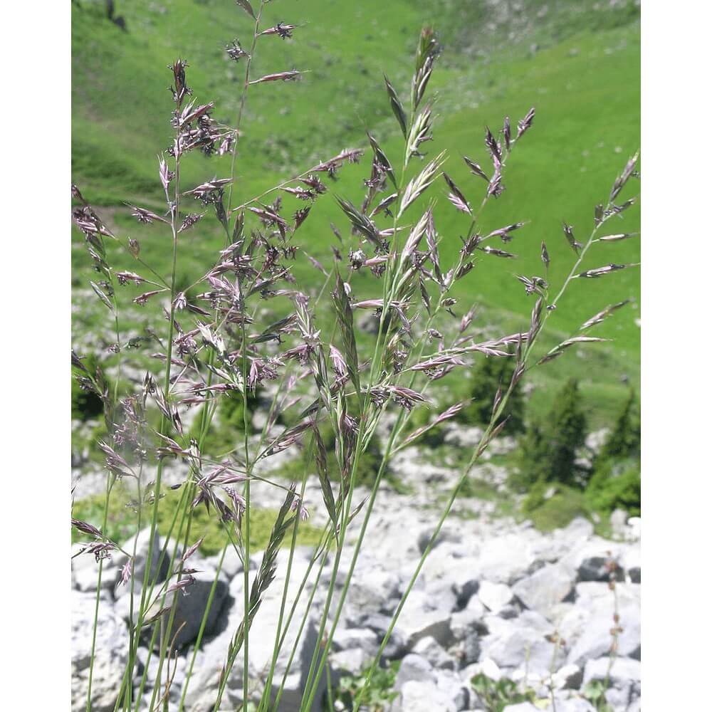 Rotschwingel (festuca Rubra Rubra) 18 Kg Einzelgras Grassamen Rasensame