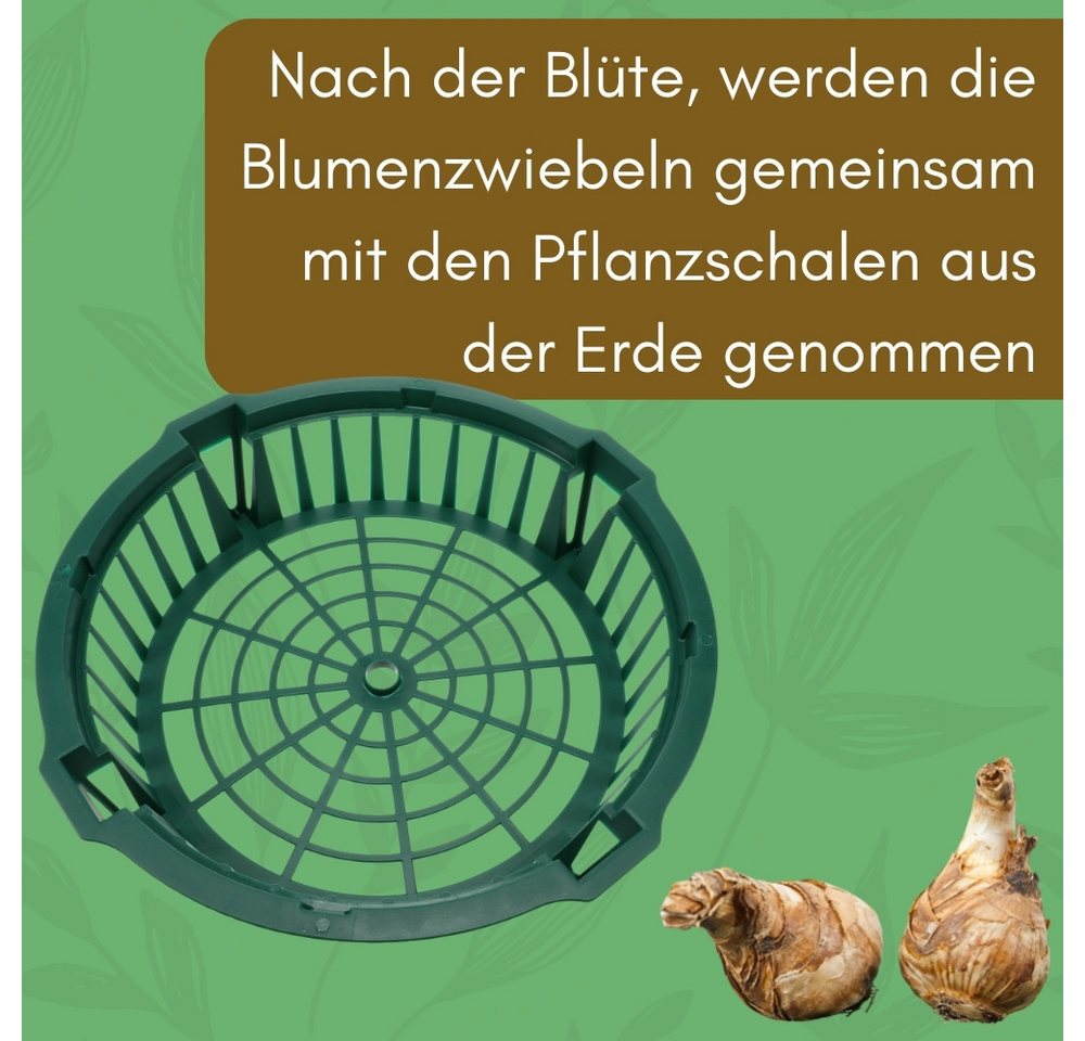 GarPet Pflanzschale 12er Set Pflanzkörbe für Blumenzwiebeln Pflanzkorb Wurzelschutz 30 cm Bild 3