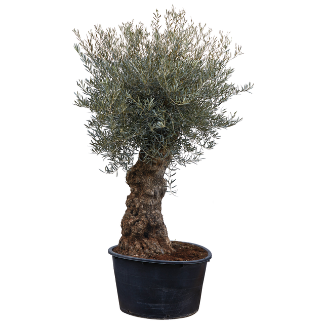 Olive, alter Stamm, 180-200 cm, 85 cm Topf