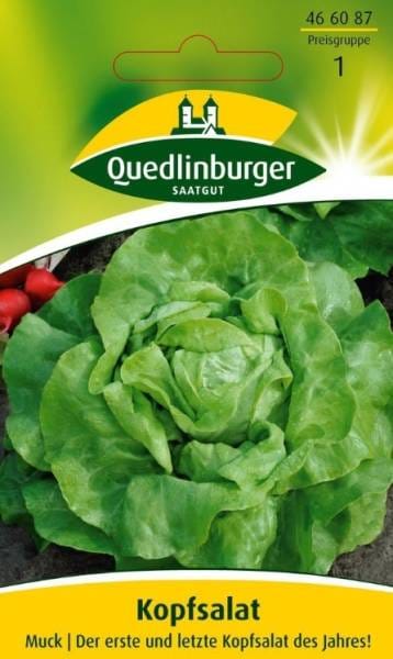 Quedlinburger Kopfsalat 'Muck'