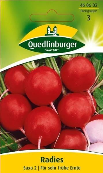 Quedlinburger Radies 'Saxa 2'