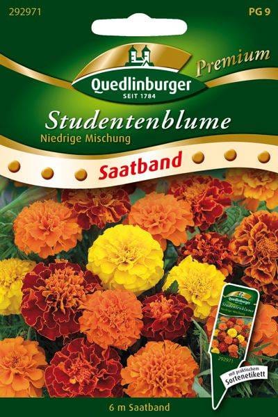 Quedlinburger Studentenblume "Niedrige Mischung